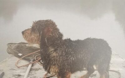 Projekt “Škola i sklonište se vole”